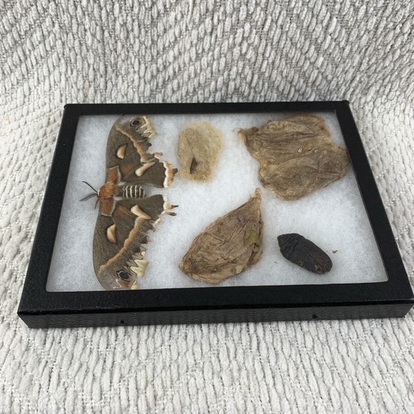 Vintage Shadowbox Framed Cecropia Moth Taxidermy Cocoon Life Cycle Specimen Art - Picture 9 of 16